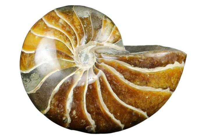 Polished Fossil Nautilus - Madagascar #183295